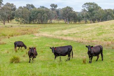 Mixed Farming For Sale - NSW - Humula - 2652 - Retirement Beckons - Grazing and Lifestyle Opportunity  (Image 2)