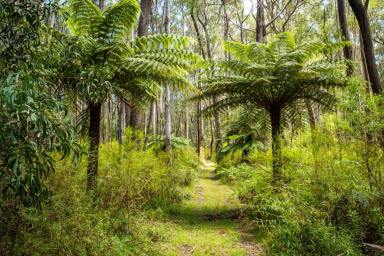 Lifestyle For Sale - NSW - Wyndham - 2550 - Your Unique Forest Retreat  (Image 2)