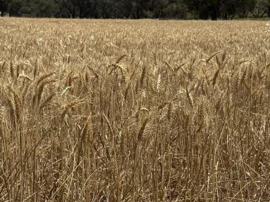 Mixed Farming For Sale - NSW - Yeoval - 2868 - Central West Mixed Farming  (Image 2)