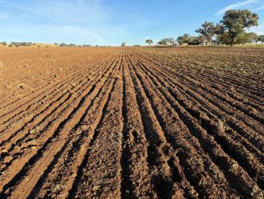 Mixed Farming For Sale - NSW - Yeoval - 2868 - Central West Mixed Farming  (Image 2)