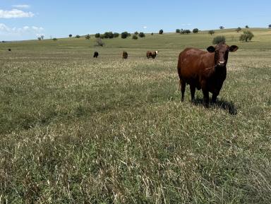 Mixed Farming For Sale - NSW - Yeoval - 2868 - Central West Mixed Farming  (Image 2)