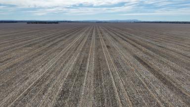 Cropping For Sale - NSW - Tichborne - 2870 - Central West Dryland Cropping At Scale  (Image 2)