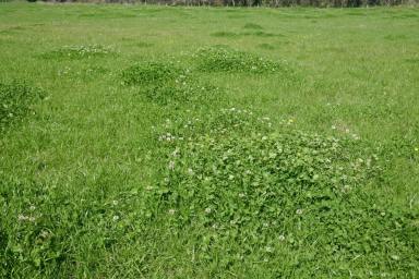 Mixed Farming For Sale - NSW - Kyogle - 2474 - IRRIGATION & LIVESTOCK PROPERTY - 443ML WATER ALLOCATION  (Image 2)