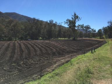 Lifestyle For Sale - NSW - Rocky River - 2372 - THE CULTIVATION PADDOCK  (Image 2)