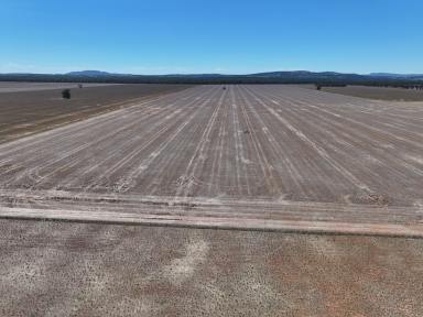 Cropping For Sale - NSW - Caragabal - 2810 - Prime Cropping Opportunity!  (Image 2)