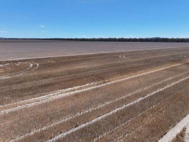 Cropping For Sale - NSW - Caragabal - 2810 - Prime Cropping Opportunity!  (Image 2)