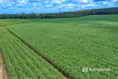 Other (Rural) For Sale - QLD - Bungadoo - 4671 - PRIME BUNDABERG FARMLAND – 62ha ACROSS THREE TITLES WITH MODERN FAMILY HOME  (Image 2)