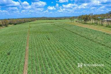 Other (Rural) For Sale - QLD - Bungadoo - 4671 - PRIME BUNDABERG FARMLAND – 62ha ACROSS THREE TITLES WITH MODERN FAMILY HOME  (Image 2)