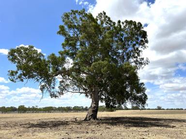 Farmlet For Sale - VIC - Charam - 3318 - DALE on Lake Charam  (Image 2)