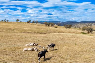 Lifestyle For Sale - NSW - Canowindra - 2804 - IDEAL WEEKENDER ON 24 ACRES  (Image 2)