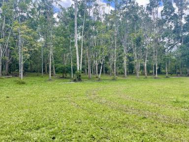 Residential Block For Sale - QLD - Daintree - 4873 - YOUR DREAM HOME AWAITS: ELEVATED, FLOOD-FREE 5 ACRES IN DAINTREE  (Image 2)