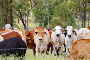 Other (Rural) For Sale - QLD - Dumgree - 4715 - Private Country Retreat 24km to Biloela  (Image 2)