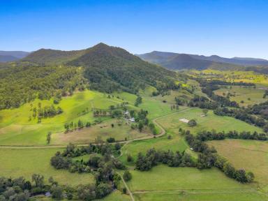 Livestock For Sale - NSW - Kyogle - 2474 - COLLINS CREEK GEM  (Image 2)