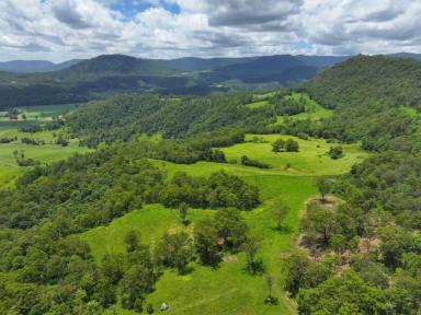 Livestock For Sale - NSW - Kyogle - 2474 - COLLINS CREEK GEM  (Image 2)