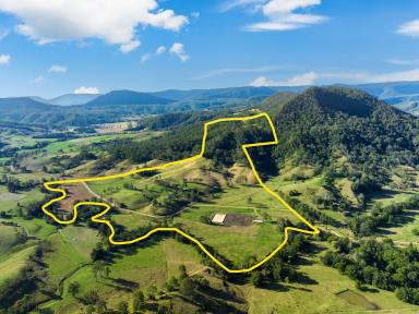 Livestock For Sale - NSW - Lynchs Creek - 2474 - COLLINS CREEK GEM  (Image 2)