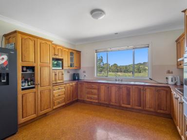 Livestock For Sale - NSW - Kyogle - 2474 - COLLINS CREEK GEM  (Image 2)