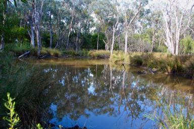 Mixed Farming For Sale - NSW - Inverell - 2360 - 'Gulbraith' located productive Delungra district  (Image 2)