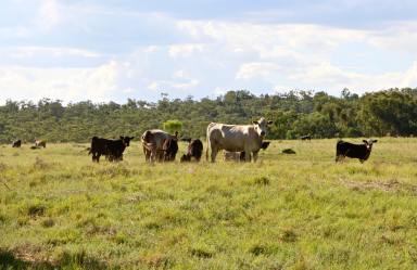 Mixed Farming For Sale - NSW - Inverell - 2360 - 'Gulbraith' located productive Delungra district  (Image 2)