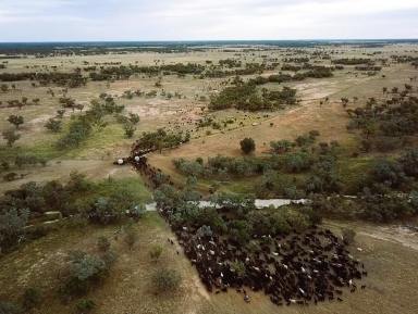 Livestock For Sale - QLD - Barringun - 4490 - Institutional-Scale, ACCU-Generating, Regenerative Grazing Portfolio  (Image 2)