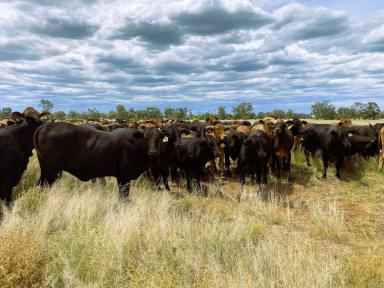 Livestock For Sale - QLD - Barringun - 4490 - Institutional-Scale, ACCU-Generating, Regenerative Grazing Portfolio  (Image 2)