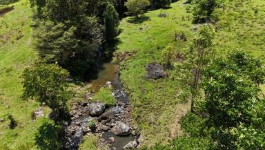 Mixed Farming For Sale - QLD - Natural Bridge - 4211 - Consolidated Water | Gold Coast Hinterland  (Image 2)