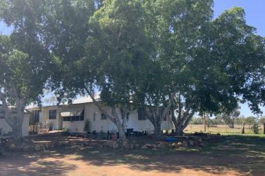 Livestock For Sale - NSW - Brewarrina - 2839 - Western Opportunity!  (Image 2)