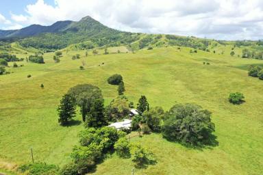 Livestock For Sale - NSW - Kyogle - 2474 - “MILLPARK” – 260 ACRES ON THE RICHMOND RIVER  (Image 2)