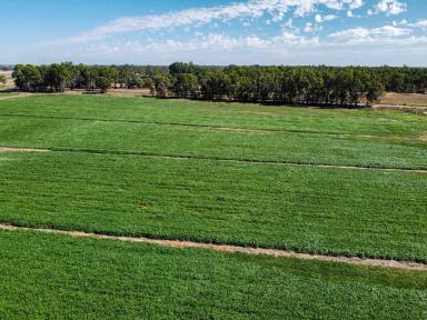 Livestock For Sale - VIC - Gannawarra - 3568 - IRRIGATED CROPPING AND GRAZING OPPORTUNITY  (Image 2)