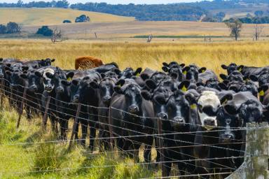 Mixed Farming Auction - NSW - Crookwell - 2583 - Glenerin Road Farm , Exciting country life opportunity !  (Image 2)