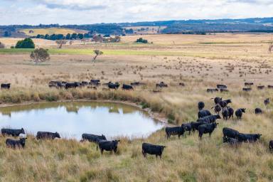 Mixed Farming For Sale - NSW - Crookwell - 2583 - "Glenerin Road Farm at Grabben Gullen near Crookwell"  (Image 2)