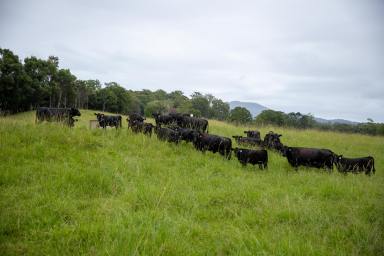 Mixed Farming For Sale - NSW - Brierfield - 2454 - 'Riverside' Bellingen  (Image 2)