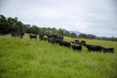 Mixed Farming For Sale - NSW - Bellingen - 2454 - 'Riverside' Bellingen  (Image 2)