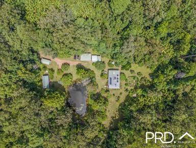 House For Sale - NSW - Kyogle - 2474 - Home and Studio on 13+ acres  (Image 2)