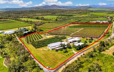 Horticulture For Sale - QLD - Mutchilba - 4872 - 35.74HA, ESTABLISHED ORCHARD FARM, MUTCHILBA  (Image 2)