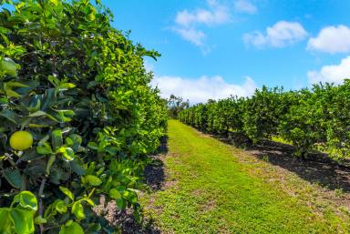 Horticulture For Sale - QLD - Mutchilba - 4872 - 35.74HA, ESTABLISHED ORCHARD FARM, MUTCHILBA  (Image 2)