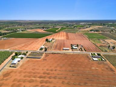 Cropping For Sale - VIC - Red Cliffs - 3496 - Ready and Waiting for you.  (Image 2)