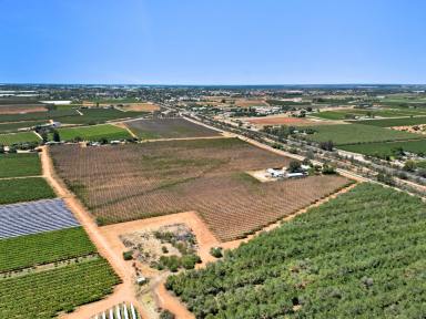 Cropping For Sale - VIC - Red Cliffs - 3496 - Make this your own.  (Image 2)