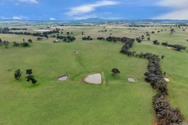 Mixed Farming For Sale - NSW - Lyndhurst - 2797 - LOVELY FAMILY HOME SET ON 200ACRES OF HIGH QUALITY TABLELANDS COUNTRY!  (Image 2)