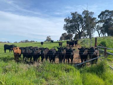 Lifestyle For Sale - NSW - Lyndhurst - 2797 - LOVELY FAMILY HOME SET ON 200ACRES OF HIGH QUALITY TABLELANDS COUNTRY!  (Image 2)