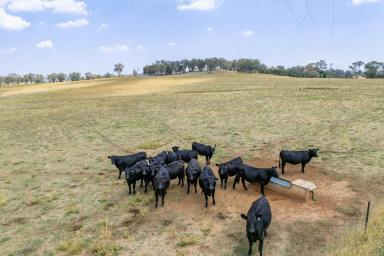 Mixed Farming For Sale - NSW - Lyndhurst - 2797 - LOVELY FAMILY HOME SET ON 200ACRES OF HIGH QUALITY TABLELANDS COUNTRY!  (Image 2)