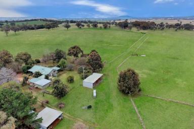 Lifestyle For Sale - NSW - Lyndhurst - 2797 - LOVELY FAMILY HOME SET ON 200ACRES OF HIGH QUALITY TABLELANDS COUNTRY!  (Image 2)