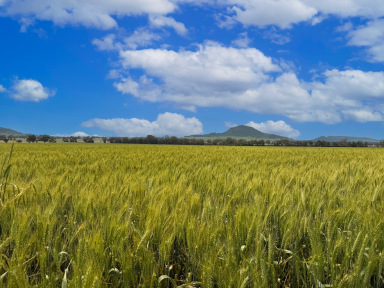 Cropping For Sale - NSW - Gunnedah - 2380 - 500* ACRES OF PRIME FARMING LAND WITH CROP!!  (Image 2)