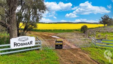 Cropping For Sale - NSW - Gunnedah - 2380 - 500* ACRES OF PRIME FARMING LAND WITH CROP!!  (Image 2)