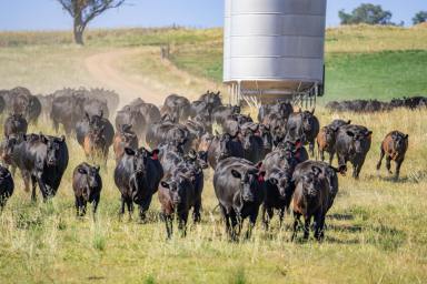 Mixed Farming For Sale - NSW - Canowindra - 2804 - 783ACRES* OF HIGH QUALITY FARMING & GRAZING COUNTRY!  (Image 2)