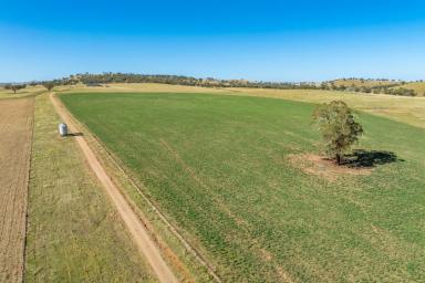 Mixed Farming For Sale - NSW - Canowindra - 2804 - 783ACRES* OF HIGH QUALITY FARMING & GRAZING COUNTRY!  (Image 2)