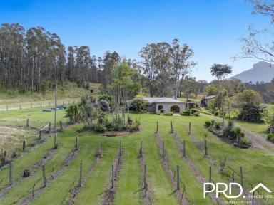 Lifestyle For Sale - NSW - Dairy Flat - 2474 - Mount Lindesay Views  (Image 2)