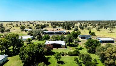 Livestock For Sale - QLD - Mungallala - 4467 - Institutional Scale Breeding and Backgrounding  (Image 2)