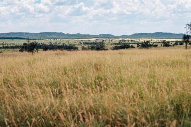 Livestock For Sale - QLD - Mungallala - 4467 - Institutional Scale Breeding and Backgrounding  (Image 2)