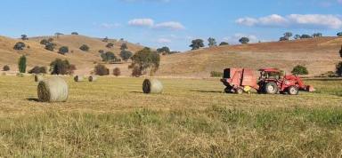 Other (Rural) For Sale - NSW - Lewis Ponds - 2800 - OPPORTUNITY TO OWN MIXED FARMING ON 60ACRES, 15 MINUTES FROM TOWN!  (Image 2)