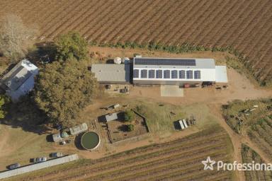 Viticulture Auction - VIC - Sunnycliffs - 3496 - Sunnycliffs Table Grape Property - 31 acres  (Image 2)